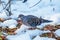 Turtle dove in the snow