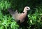 Turtle dove, Streptopelia turtur