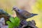 Turtle Dove - Streptopelia turtur, Spain