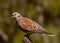 Turtle Dove - Streptopelia turtur, Spain