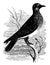 Turtle Dove, vintage illustration
