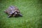 turtle dwells walking in nature