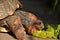 Turtle eating fruits  reptile kiwi