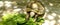 Turtle eating lettuce leaves with a shadow of leaves on the floor