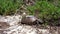 Turtle eating vegetation in sand dune