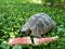 A turtle eating water melon