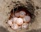 Turtle eggs in hollowed out nest