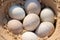 Turtle eggs nestled in a sandy nest