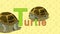 Turtle. English ZOO Alphabet - letter T