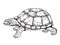 Turtle engraving style vector