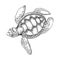 Turtle engraving style vector illustration