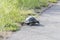 Turtle escaping from street inside Kruger National Park