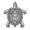 Turtle ethnic graphic style with decorative patterns. Vector illustration