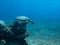 Turtle explores deep blue ocean seeming to leap