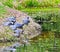 A turtle family enjoys time together in SW Louisiana