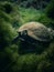 A turtle feeds on the overgrown algae underwater in the clear blue waters of Royal Springs, Suwannee County, Florida