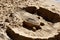 Turtle figure sculpted with sand at the Turtle beach of O`ahu, Hawaii