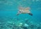 Turtle floating in the Maldives