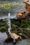 Turtle Fountain in Peterhof Gardens