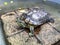 Turtle, Freshwater turtle, beautiful turtle