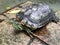 Turtle, Freshwater turtle, beautiful turtle