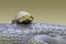 Turtle on Gharial
