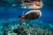 Turtle glides in blue ocean. Green sea turtle