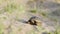 Turtle goes slowly in the sand with its protective shell