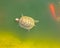 Turtle and a goldfish inside Zhanshan Temple