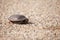 Turtle on gravel