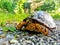 Turtle on gravel mountian road
