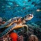 Turtle with group of colorful fish