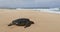 Turtle. Hawaiian sea turtle resting in beach sand on Oahu, Hawaii, USA.