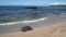 Turtle. Hawaiian sea turtles coming out of water walking onto beach sand