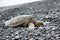 Turtle - Hawaiian sea turtles resting on beach