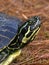 Turtle Head Close-up Portrait at Lake Seminole Park, Florida