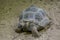 Turtle Hermann`s tortoise