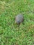 Turtle hiding in grass