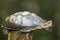 Turtle image close up in the water