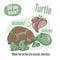 Turtle. Interesting facts about tortoise. Did you know