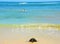 Turtle Laniakea Beach Hawaii