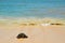 Turtle Laniakea Beach Hawaii