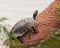 Turtle in Leonhardt Lagoon in Fair Park in Dallas, Texas.