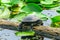 Turtle Lily Pads Juanita Bay Park Lake Washington Kirkland Washiington