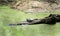 Turtle on a log in a duckweed bog swamp in Georgia