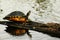 Turtle on log on water