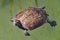 Turtle looks at me as he swims by. He hopes I might throw him some food. Taken near Dalyan in Turkey