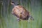 Turtle looks at me as he swims by. He hopes I might throw him some food. Taken near Dalyan in Turkey