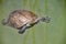 Turtle looks at me as he swims by. He hopes I might throw him some food. Taken near Dalyan in Turkey