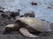 Turtle lying on a black sand beach / hawaii